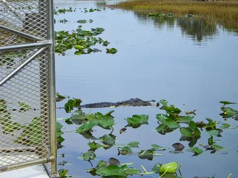 A crocodile on the surface Stockfoto's