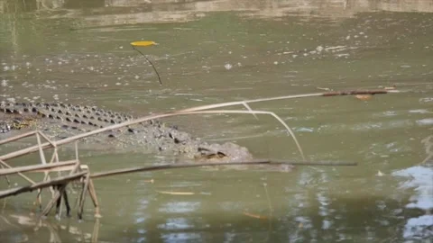 Crocodile in swamp Stockbeeldmateriaal 202053986