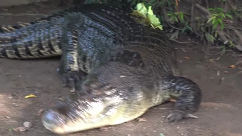 Crocodile in swamp Stock Footage 314908765