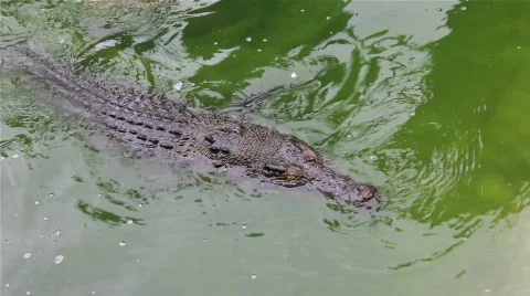 Crocodile swimming Stock Footage 726200