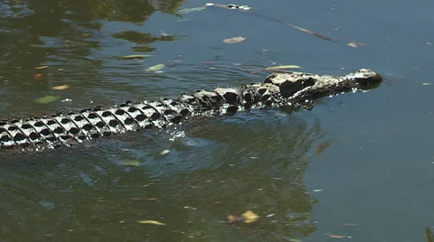 Crocodile swimming Stock Footage