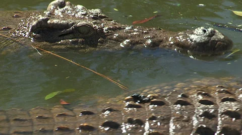 Crocodile swimming Stock Footage 30148086