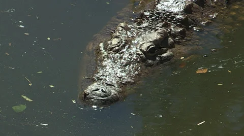 Crocodile swimming Vídeos de archivo 30170466