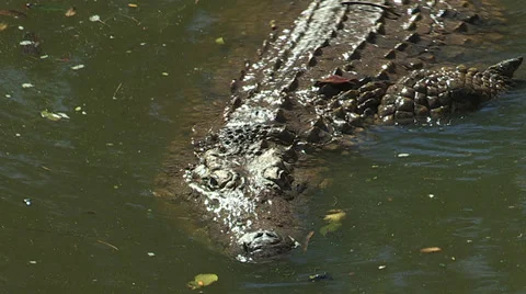 Crocodile swimming Video stock 30171095