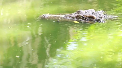 Crocodile swimming Stock Footage 35700738