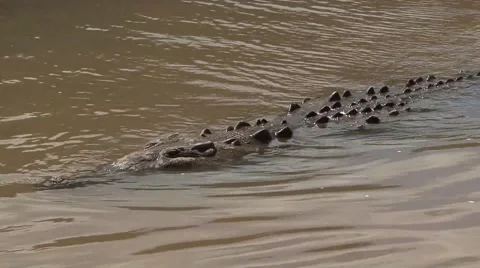 Crocodile Swimming Stock Footage 41386598