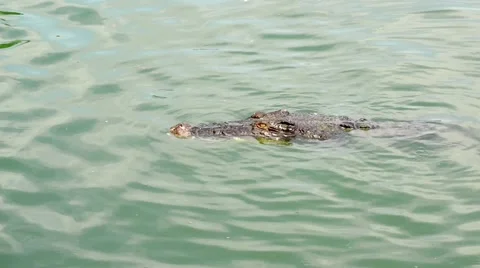 Crocodile swimming Stock Footage 52352268