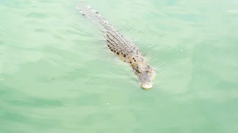 Crocodile swimming Stock Footage 52352310