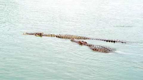 Crocodile swimming Stock Footage 52352313