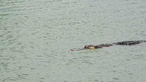 Crocodile swimming Stock Footage 52352934
