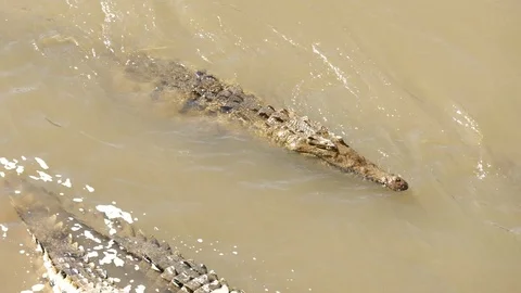 Crocodile swimming Stock Footage 126615806