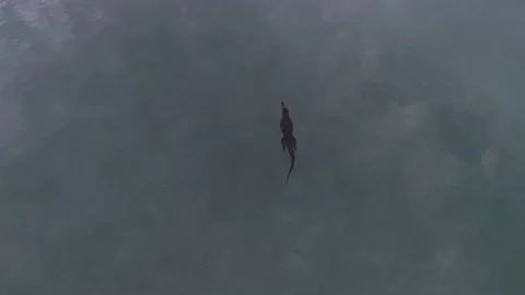 Crocodile swimming Stock Footage 147977138