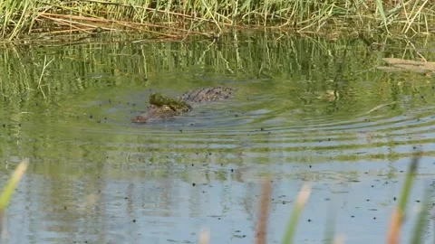 Crocodile Swimming Stock Footage 209573125