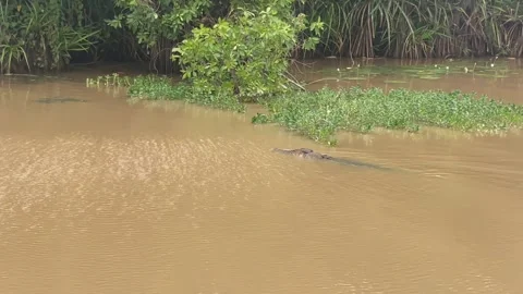 Crocodile swimming Видео 256985165