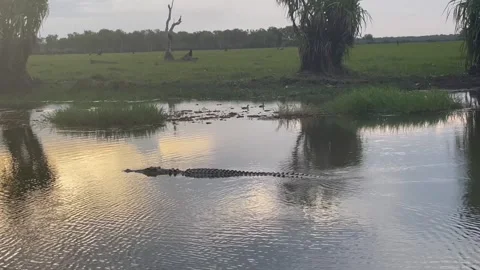 Crocodile swimming Видео 256985207