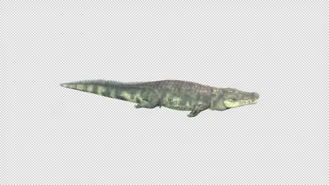 Crocodile Swimming idle Stock Footage 321016068