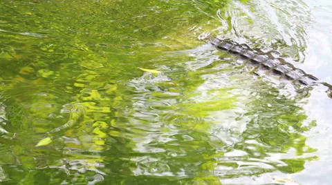 Crocodile swimming in a pond Stock Footage 35705333
