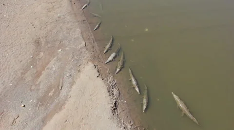 Crocodile swimming in the Rio Grande De Tarcoles Costa Rica Video stock 59798078