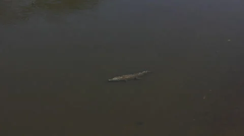 Crocodile swimming in the Rio Grande Stock Footage 59797713