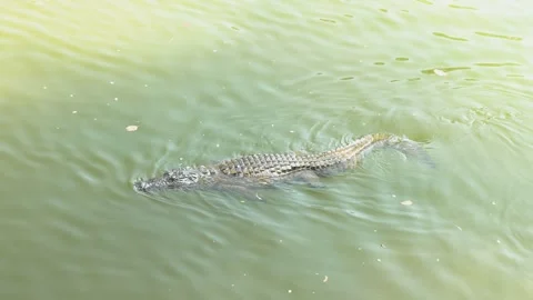Crocodile swimming in a river accelerating forward 스톡 동영상 247729597