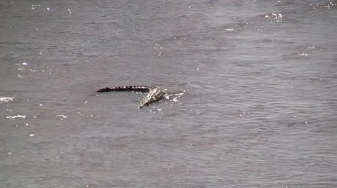 Crocodile swimming in the river Stock Footage 8622712
