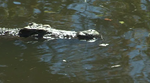 Crocodile swimming in river Vídeos de archivo 30164440