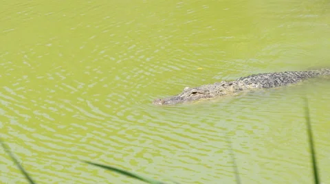 Crocodile swimming in the river Stock Footage 56598727