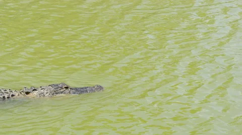 Crocodile swimming in the river Stock Footage 56598782