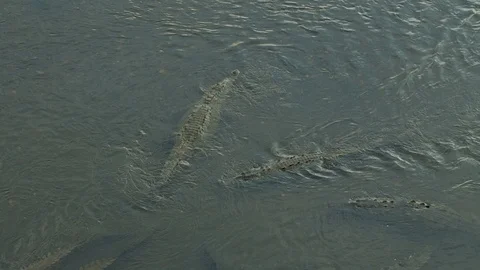 Crocodile swimming in the river Stock Footage 107795941