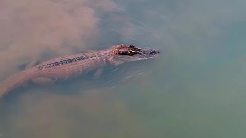 Crocodile Swimming in River Stock Footage 323142974