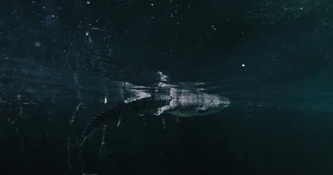 Crocodile Swimming on the Surface Stock Footage 270108980