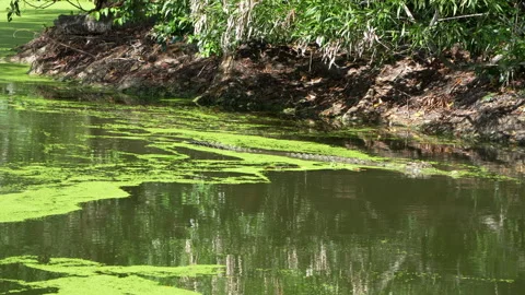Crocodile Swimming Through Algae-Covered Swamp in Locked-Off Shot Stock Footage 314943729