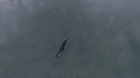 Crocodile swimming through the shallows Stock Footage 147972537