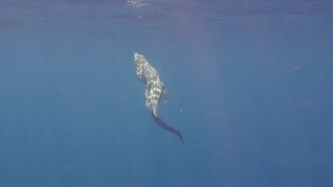 Crocodile swimming toward surface of the Ocean for a breath Stock Footage 148124660