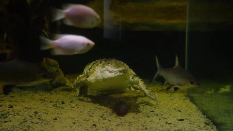 Crocodile swimming towards camera Stock Footage 202340351