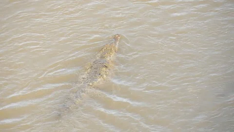 Crocodile swimming upstream Stock Footage 126658573