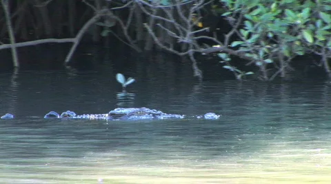 crocodile swims by on Daintree River in Cairns, Australia Stock Footage