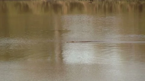 Crocodile swims by Stock Footage