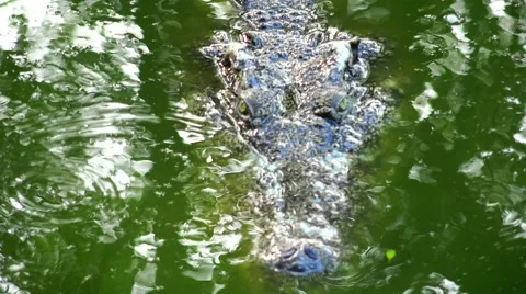 Crocodile swims slowly across the surface of dangerous jungle. Stock Footage 48548409