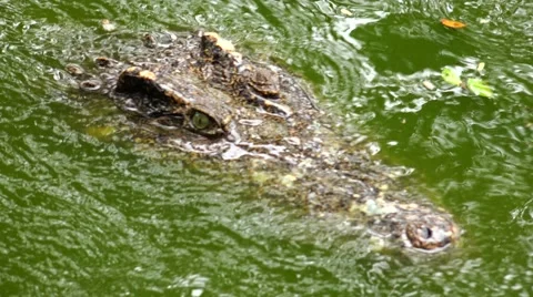Crocodile swims slowly across the surface of dangerous jungle. Stock Footage 48552979