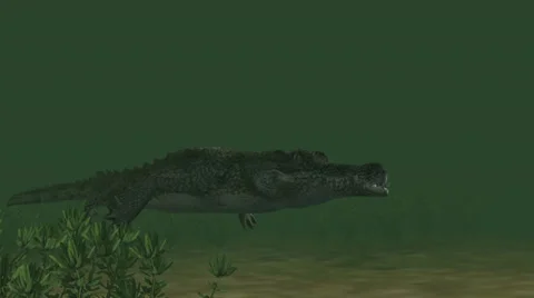 Crocodile swims under water - close up Video stock 37429552