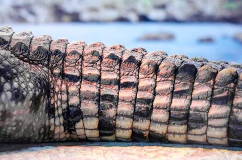 Crocodile tail on the background of the river Stock Photos