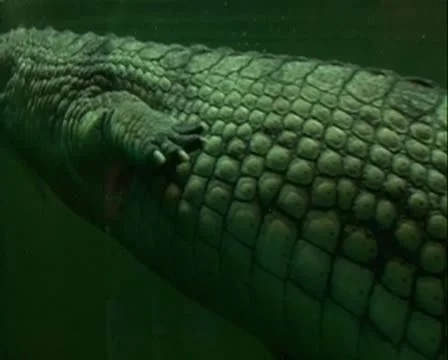 Crocodile tail 库存影片 8994384