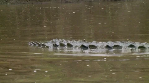 Crocodile tail Stock Footage 55521342