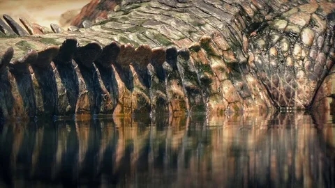 Crocodile Tail Reflecting In Water Closeup Vídeo Stock 77070131