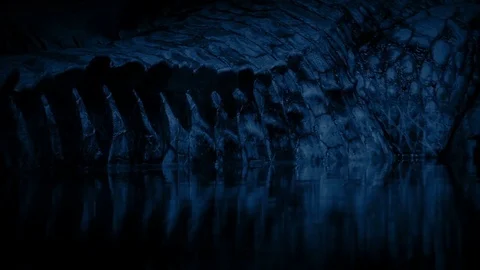Crocodile Tail Submerged At Night Vídeo Stock 80058874