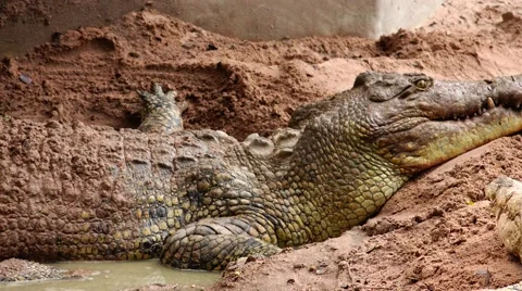 Crocodile takes therapeutic mud baths. Stock Footage 48552101
