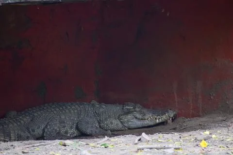 Crocodile is taking rest Stock Photos
