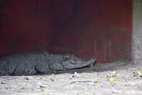 Crocodile is taking rest Stock Photos