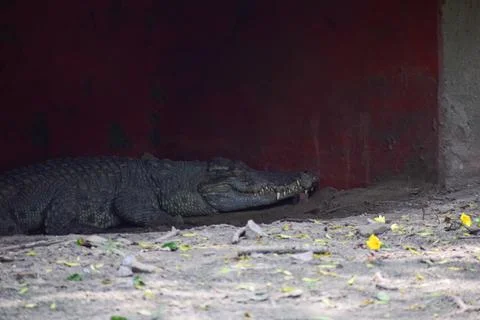 Crocodile is taking rest Stock Photos